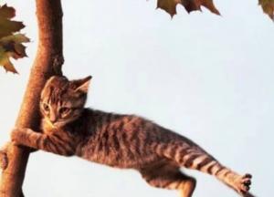 Прогноз погоды на 1 января: в Украине будет ветрено, возможен мокрый снег