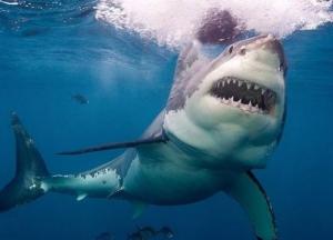 В Египте на туристов из Украины напала акула: 12-летний мальчик в реанимации