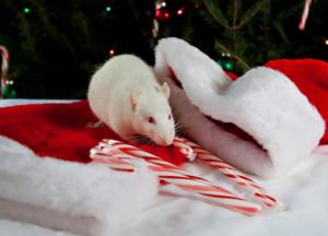 Во сколько украинцам обойдется стол на Новый год-2020 (видео)