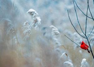 Прогноз погоды на 2 декабря: легкие морозы, местами снег