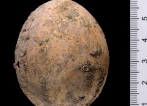 В Израиле нашли куриное яйцо, которому тысяча лет  