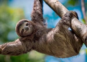 Ученые описали гигантского ленивца, жившего 10 тысяч лет назад