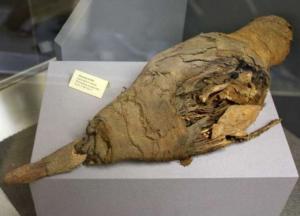 Ученые установили, как в древнеегипетских гробницах появились миллионы мумий птиц 