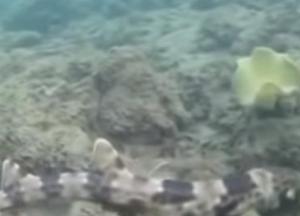 Ученые обнаружили необычный вид акул