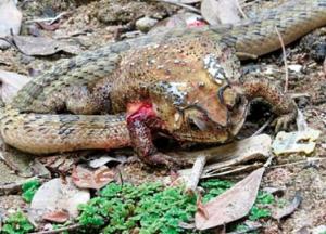 Ученые обнаружили змей с необычно жестоким методом поедания жертвы
