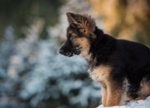 Прогноз погоды на 19 декабря: в Украине будет пасмурно и влажно