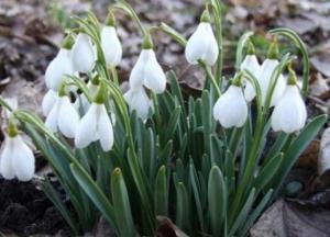 Женщину в Ивано-Франковске оштрафовали за торговлю первоцветами