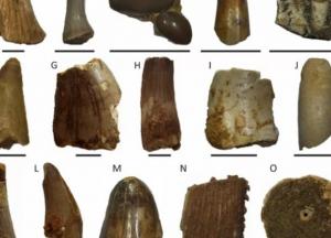 Ученые обнаружили зубы древнего «речного чудовища»