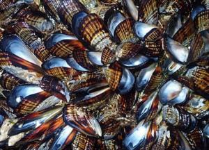 В Новой Зеландии сотни тысяч мидий "сварились" из-за повышения температуры океана