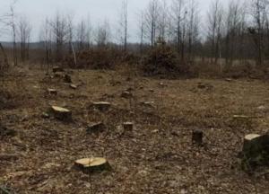 На Житомирщине заявили о многомиллионных убытках из-за "черных лесорубов"
