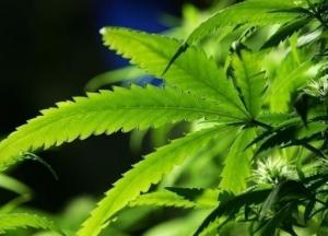 Суд Италии разрешил выращивание каннабиса дома для собственных нужд