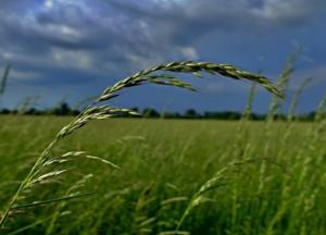 Прогноз погоды на 28 июня: станет прохладнее, местами дождливо