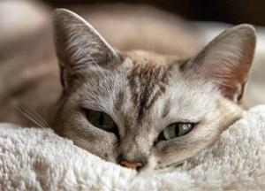 Сегодня отмечается Всемирный день кошек: лучшие открытки 