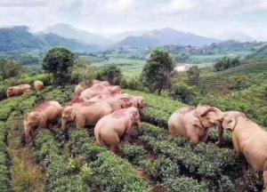Слоны проникли в китайскую деревню и напились вина (фото)
