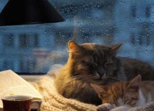 Прогноз погоды на 12 октября: все западные регионы будут заливать дожди