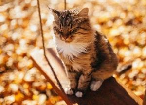 Прогноз погоды на 25 сентября: по всей территории Украины продолжается бабье лето