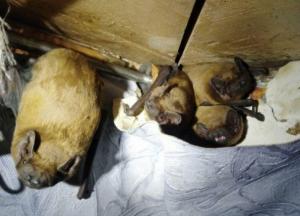 В Киеве более сотни летучих мышей устроились на зимовку на балконе