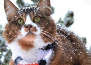 Прогноз погоды на 30 декабря: в Украине лютует антициклон Wiltrud