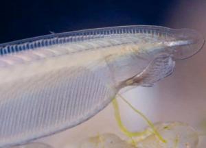 Ученые назвали животное с самой тонкой кожей 