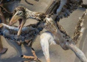 Ученые обнаружили в Антарктиде окаменелости необычных птиц