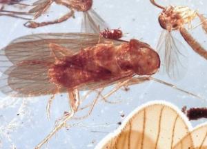 Найдены останки редких тараканов, живших в эпоху динозавров (фото)