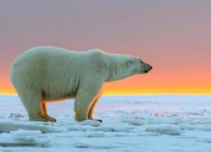 Ученые назвали вероятный год исчезновения белых медведей