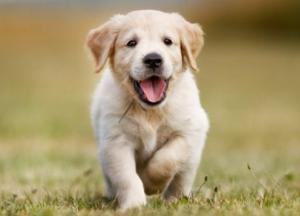 Ученые обнаружили у собак «человеческое» свойство психики