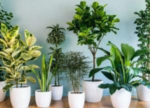 Названы растения, которые благоприятно действуют на нервную систему