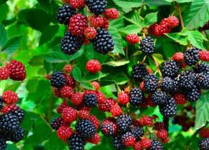 Медики рассказали, почему нужно регулярно есть ежевику