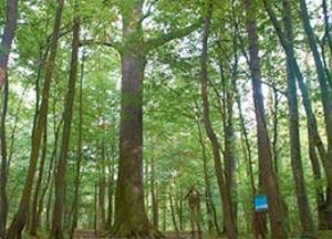 Деревья «рассказали» ученым о причинах побед Чингисхана