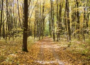 Подросток исчез в лесу во время соревнований по спортивному ориентированию