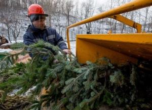 В Киеве с 1 января елки можно будет сдать на утилизацию