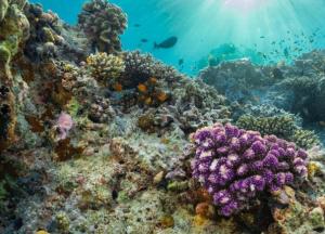 В Тихом океане нашли огромный коралловый риф - он оказался выше самых известных небоскребов мира