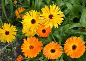 Основные правила и способы посадки календулы в открытый грунт