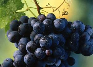 Медики подсказали, как укрепить сердечно-сосудистую систему