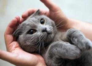 Ученые выяснили, как коты влияют на дистанционную работу хозяев