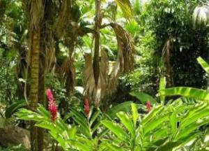 На острове в океане нашли неизвестные науке тропические растения