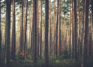 Ученые определили последствия средневековой чумы с помощью деревьев
