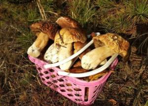 Идеальный день для сбора грибов: синоптики обрадовали прогнозом погоды