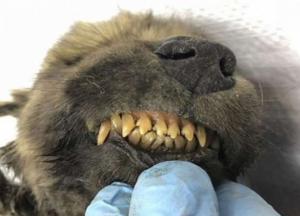 Ученые обнаружили останки древнего щенка. Возраст «находки» - 14 тысяч лет (фото)