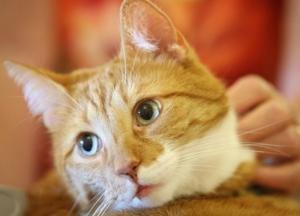 В Одессе первоклассница заявила о "минировании" школы: хотела домой к коту