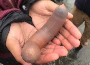 В Калифорнии на пляж выбросило огромных червей (фото) 