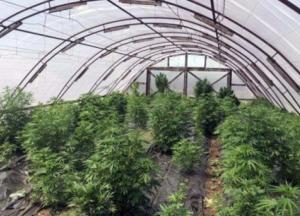 На Донбассе в прифронтовой полосе разоблачили наркоплантацию