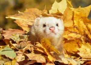 Прогноз погоды на 2 ноября: идет потепление, но будет сильный ветер (карта)