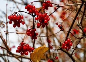 Прогноз погоды на 19 декабря: тепло и солнечно