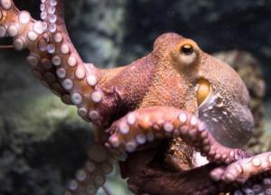 Ученые: осьминоги помогут совершить революцию в трансплантологии