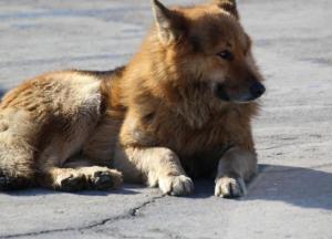 В Саратове собака тащила по улице человеческую голову  