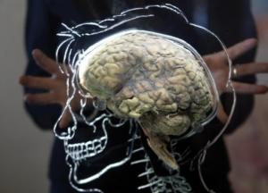 Найден способ омоложения старого мозга