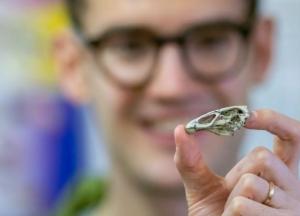 Ученые нашли останки общего предка кур, уток и гусей