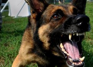 В Одесской области мужчина избил полицейского и натравил на другого овчарку